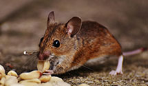 24 Hour & Emergency Exterminators in Newville, WV